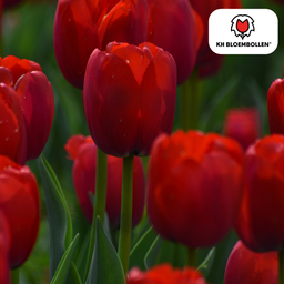Tulpenbollen Ile de France – 20 Stuks | KH Bloembollen® | Dieprode Tulp – Klassiek, Krachtig & Elegant – Voor Tuin of Pot – Maat 11/12 – V (51162)