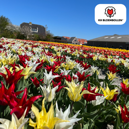 Tulpenbollen Tres Chic Mix – 20 Stuks | KH Bloembollen® | Rood, Geel & Witte Tulpen – Stijlvol, Fris & Kleurrijk – Voor Tuin of Pot – Maat 1 (51178)