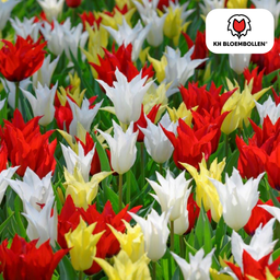 Tulpenbollen Tres Chic Mix – 20 Stuks | KH Bloembollen® | Rood, Geel & Witte Tulpen – Stijlvol, Fris & Kleurrijk – Voor Tuin of Pot – Maat 1 (51178)