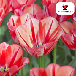 Tulpenbollen Spring Break – 20 Stuks | KH Bloembollen® | Rood-Oranje Tulp – Vurig, Energiek & Opvallend – Voor Tuin of Pot – Maat 11/12 –  (51176)