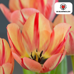 Tulpenbollen Spring Break – 20 Stuks | KH Bloembollen® | Rood-Oranje Tulp – Vurig, Energiek & Opvallend – Voor Tuin of Pot – Maat 11/12 –  (51176)