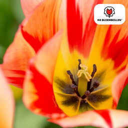 Tulpenbollen Spring Break – 20 Stuks | KH Bloembollen® | Rood-Oranje Tulp – Vurig, Energiek & Opvallend – Voor Tuin of Pot – Maat 11/12 –  (51176)