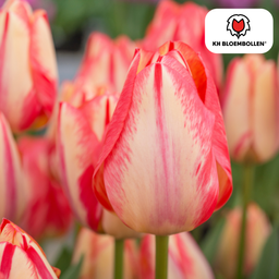 Tulpenbollen Spring Break – 20 Stuks | KH Bloembollen® | Rood-Oranje Tulp – Vurig, Energiek & Opvallend – Voor Tuin of Pot – Maat 11/12 –  (51176)