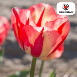 Tulpenbollen Spring Break – 20 Stuks | KH Bloembollen® | Rood-Oranje Tulp – Vurig, Energiek & Opvallend – Voor Tuin of Pot – Maat 11/12 –  (51176)