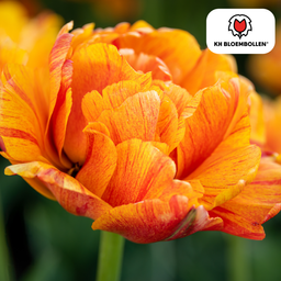 Tulpenbollen Gudoshnik Double – 20 Stuks | KH Bloembollen® | Geel, Oranje & Rode Dubbelbloemige Tulp – Pioenachtig & Kleurrijk – Voor Tuin of  (51158)