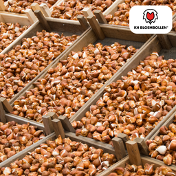 Tulpenbollen Gudoshnik Double – 20 Stuks | KH Bloembollen® | Geel, Oranje & Rode Dubbelbloemige Tulp – Pioenachtig & Kleurrijk – Voor Tuin of  (51158)