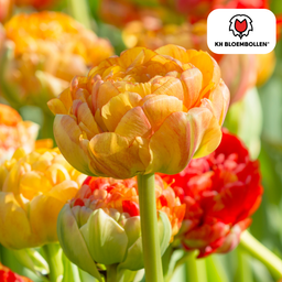 Tulpenbollen Gudoshnik Double – 20 Stuks | KH Bloembollen® | Geel, Oranje & Rode Dubbelbloemige Tulp – Pioenachtig & Kleurrijk – Voor Tuin of  (51158)