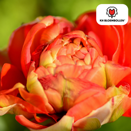 Tulpenbollen Gudoshnik Double – 20 Stuks | KH Bloembollen® | Geel, Oranje & Rode Dubbelbloemige Tulp – Pioenachtig & Kleurrijk – Voor Tuin of  (51158)