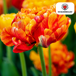 Tulpenbollen Gudoshnik Double – 20 Stuks | KH Bloembollen® | Geel, Oranje & Rode Dubbelbloemige Tulp – Pioenachtig & Kleurrijk – Voor Tuin of  (51158)