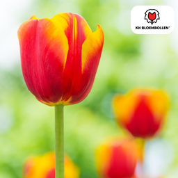 Tulpenbollen Dow Jones – 20 Stuks | KH Bloembollen® | Rood-Geel Gestreepte Tulp – Opvallend & Kleurrijk – Cadeau voor Tuin of Pot – Maat 11/ (51144)