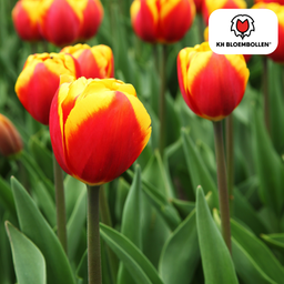 Tulpenbollen Dow Jones – 20 Stuks | KH Bloembollen® | Rood-Geel Gestreepte Tulp – Opvallend & Kleurrijk – Cadeau voor Tuin of Pot – Maat 11/ (51144)