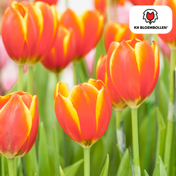 Tulpenbollen Dow Jones – 20 Stuks | KH Bloembollen® | Rood-Geel Gestreepte Tulp – Opvallend & Kleurrijk – Cadeau voor Tuin of Pot – Maat 11/ (51144)