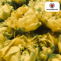 Tulpenbollen Avant Garde – 20 Stuks | KH Bloembollen® | Gele Dubbelbloemige Tulp – Uniek, Vol & Elegant – Voor Tuin of Pot – Maat 11/12 –  (51150)