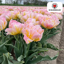 Tulpenbollen Password – 20 Stuks | KH Bloembollen® | Roze Dubbelbloemige Tulp – Vol, Zacht & Romantisch – Voor Tuin of Pot – Maat 11/12 –  (51170)