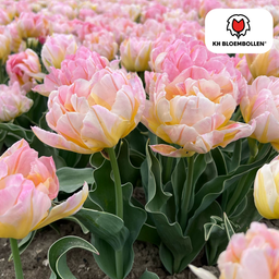 Tulpenbollen Password – 20 Stuks | KH Bloembollen® | Roze Dubbelbloemige Tulp – Vol, Zacht & Romantisch – Voor Tuin of Pot – Maat 11/12 –  (51170)