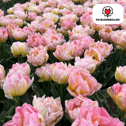 Tulpenbollen Password – 20 Stuks | KH Bloembollen® | Roze Dubbelbloemige Tulp – Vol, Zacht & Romantisch – Voor Tuin of Pot – Maat 11/12 –  (51170)