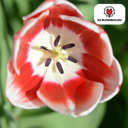 Tulpenbollen Candy Apple Delight – 20 Stuks | KH Bloembollen® | Rood-Witte Tulp – Frisse & Vrolijke Mix – Cadeau voor Tuin of Pot – Maat 11/ (08720256864615)