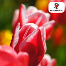 Tulpenbollen Candy Apple Delight – 20 Stuks | KH Bloembollen® | Rood-Witte Tulp – Frisse & Vrolijke Mix – Cadeau voor Tuin of Pot – Maat 11/ (08720256864615)
