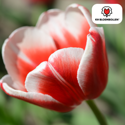 Tulpenbollen Candy Apple Delight – 20 Stuks | KH Bloembollen® | Rood-Witte Tulp – Frisse & Vrolijke Mix – Cadeau voor Tuin of Pot – Maat 11/ (08720256864615)