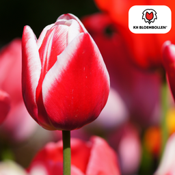 Tulpenbollen Candy Apple Delight – 20 Stuks | KH Bloembollen® | Rood-Witte Tulp – Frisse & Vrolijke Mix – Cadeau voor Tuin of Pot – Maat 11/ (08720256864615)