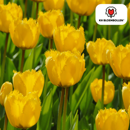 Tulpenbollen Sun Frillz – 20 Stuks | KH Bloembollen® | Gele Tulp met Kartelrand – Zonnig, Uniek & Speels – Voor Tuin of Pot – Maat 11/12 – (08720256864622)