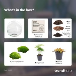 DIY Planten terrarium tweedelig bolglas - Dome Red - Ø 20 cm ↑ 20 cm - Normal (8720726958752)