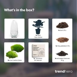 DIY Planten terrarium tweedelig bolglas - Egg Coffea - Ø 12 cm ↑ 25 cm (8720872020150)