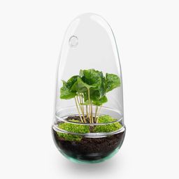 DIY Planten terrarium tweedelig bolglas - Egg Coffea - Ø 12 cm ↑ 25 cm (8720872020150)