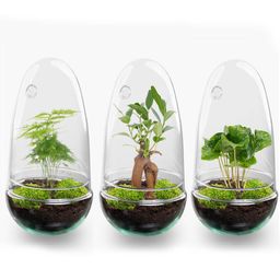 DIY Planten terrarium tweedelig bolglas - Egg Coffea - Ø 12 cm ↑ 25 cm (8720872020150)