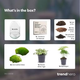 DIY Planten terrarium tweedelig bolglas - Egg XL - Ø 17,5 cm ↑ 30 cm (8720872020181)