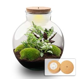 DIY Planten terrarium (met verlichting) - Bolder Bob - Ø 31 cm ↑ 30 cm - Met LED-kurk (8719327448625)