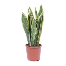 Sansevieria Trifasciata Laurentii (8720634284813)
