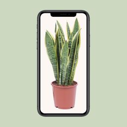 Sansevieria Trifasciata Laurentii (8720634284813)