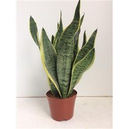 Sansevieria Futura Superba (9701)