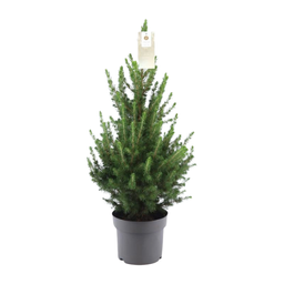 Premium basics Kleine Kerstboom - 70 cm - Picea Glauca Conica (54332)