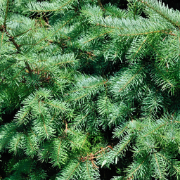 Premium basics Kleine Kerstboom - 70 cm - Picea Glauca Conica (54332)