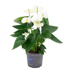 Anthurium White (20200)