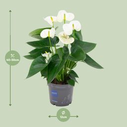 Anthurium White (20200)