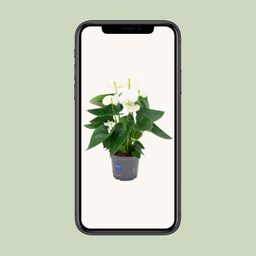 Anthurium White (20200)