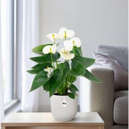 Anthurium White (20200)