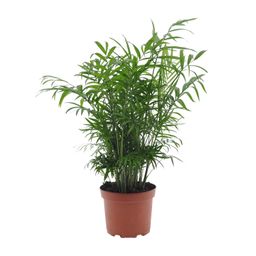 Chamaedorea Elegans (11193)