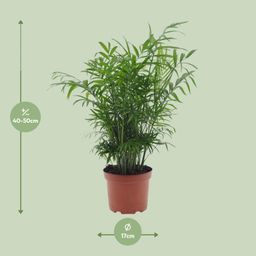 Chamaedorea Elegans (11193)