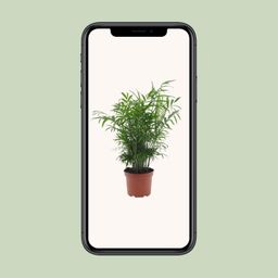 Chamaedorea Elegans (11193)