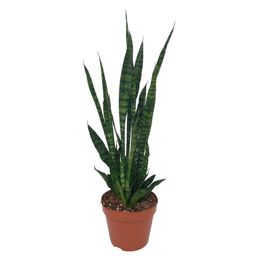 Sansevieria Zeylanica (9579)
