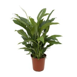 Spathiphyllum Torelli P17 (25314)