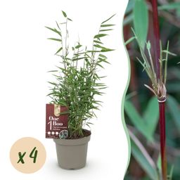 Bamboe - Fargesia Red Dragon - Groen - 4 Planten - Bladhoudend - Niet Woekerend- Pot 14cm Hoogte 35cm (8720872546162)