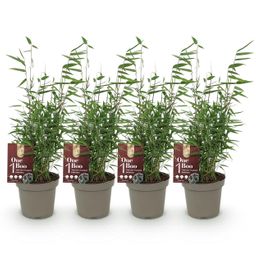 Bamboe - Fargesia Red Dragon - Groen - 4 Planten - Bladhoudend - Niet Woekerend- Pot 14cm Hoogte 35cm (8720872546162)