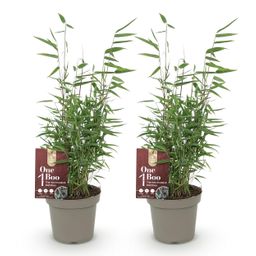 Bamboe - Fargesia Red Dragon - Groen - 2 Planten - Bladhoudend - Niet Woekerend- Pot 14cm Hoogte 35cm (8720872544632)