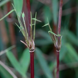 Bamboe - Fargesia Red Dragon - Groen - 2 Planten - Bladhoudend - Niet Woekerend- Pot 14cm Hoogte 35cm (8720872544632)