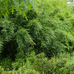 Bamboe - Fargesia Red Dragon - Groen - 2 Planten - Bladhoudend - Niet Woekerend- Pot 14cm Hoogte 35cm (8720872544632)